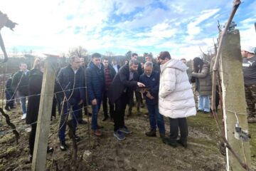 Dixitalización de dezasete mil parcelas de viñedos no Ribeiro